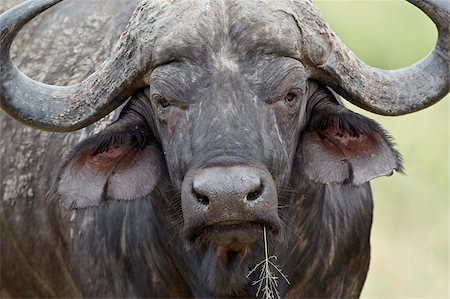 Cape buffalo (African buffalo) (Syncerus caffer) bull, Imfolozi Game Reserve, South Africa, Africa Foto de stock - Con derechos protegidos, Código: 841-05961289