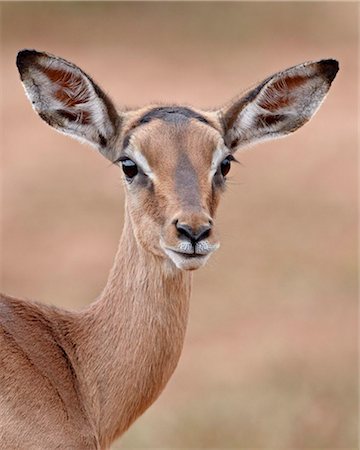 Jeune impala (Aepyceros melampus), Imfolozi Game Reserve, Afrique du Sud, Afrique Photographie de stock - Rights-Managed, Code: 841-05961281