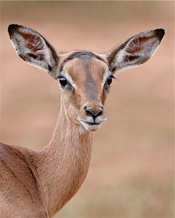 Young impala (Aepyceros melampus), Imfolozi Game Reserve, South Africa, Africa Foto de stock - Con derechos protegidos, Código: 841-05961281