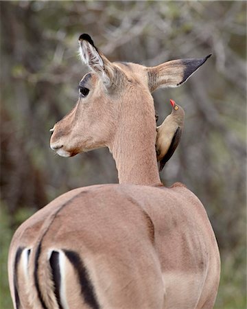 Piquebœuf à bec rouge (Buphagus erythrorhynchus) sur une impala (Aepyceros melampus), Parc National de Kruger, Afrique du Sud, Afrique Photographie de stock - Rights-Managed, Code: 841-05961282