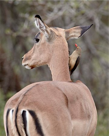 Red-billed oxpecker (Buphagus erythrorhynchus) on an impala (Aepyceros melampus), Kruger National Park, South Africa, Africa Foto de stock - Con derechos protegidos, Código: 841-05961282