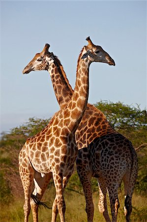 Two male Cape giraffe (Giraffa camelopardalis giraffa), Imfolozi Game Reserve, South Africa, Africa Stock Photo - Rights-Managed, Code: 841-05961296