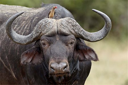 Red-billed oxpecker (Buphagus erythrorhynchus) on a Cape buffalo (African buffalo) (Syncerus caffer), Kruger National Park, South Africa, Africa Foto de stock - Con derechos protegidos, Código: 841-05961292