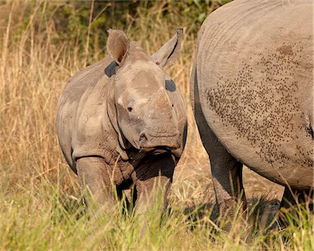 rinoceronte blanco - Baby white rhinoceros (Ceratotherium simum), Hluhluwe Game Reserve, South Africa, Africa Foto de stock - Con derechos protegidos, Código: 841-05961307