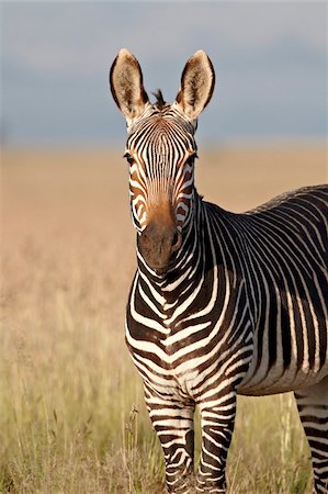 simsearch:841-05961333,k - Cape mountain zebra (Equus zebra zebra), Mountain Zebra National Park, South Africa, Africa Stock Photo - Rights-Managed, Code: 841-05961309