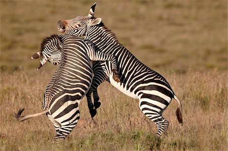 simsearch:6119-07541558,k - Cape mountain zebra (Equus zebra zebra) sparring, Mountain Zebra National Park, South Africa, Africa Foto de stock - Con derechos protegidos, Código: 841-05961315