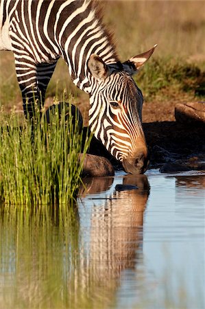 simsearch:841-08220884,k - Zèbre de montagne du Cap (Equus zebra zebra) boire, Parc National du Mont Zebra, Afrique du Sud, Afrique Photographie de stock - Rights-Managed, Code: 841-05961316