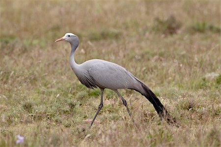 Blue crane (Stanley crane) (paradise crane) (Anthropoides paradiseus), Mountain Zebra National Park, South Africa, Africa Stock Photo - Rights-Managed, Code: 841-05961321