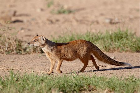 simsearch:841-05961335,k - Yellow mongoose (Cynictis penicillata), Mountain Zebra National Park, South Africa, Africa Stock Photo - Rights-Managed, Code: 841-05961323