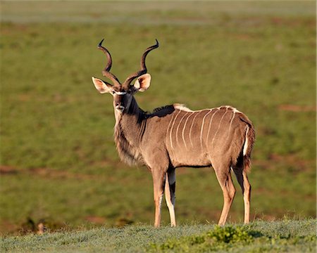 Grand koudou (Tragelaphus strepsiceros) buck, Addo Elephant National Park, Afrique du Sud, Afrique Photographie de stock - Rights-Managed, Code: 841-05961336