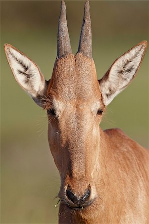 simsearch:841-05961109,k - Young red hartebeest (Alcelaphus buselaphus), Addo Elephant National Park, South Africa, Africa Stock Photo - Rights-Managed, Code: 841-05961338