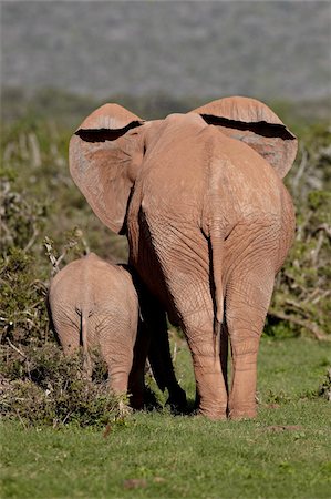 Mère de l'éléphant d'Afrique (Loxodonta africana) et veau, Addo Elephant National Park, Afrique du Sud, Afrique Photographie de stock - Rights-Managed, Code: 841-05961345
