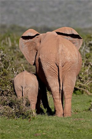 simsearch:841-08357628,k - African elephant (Loxodonta africana) mother and calf, Addo Elephant National Park, South Africa, Africa Foto de stock - Con derechos protegidos, Código: 841-05961345