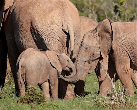 elephant calf - Groupe de l'éléphant d'Afrique (Loxodonta africana) y compris les jeunes, Addo Elephant National Park, Afrique du Sud, Afrique Photographie de stock - Rights-Managed, Code: 841-05961346