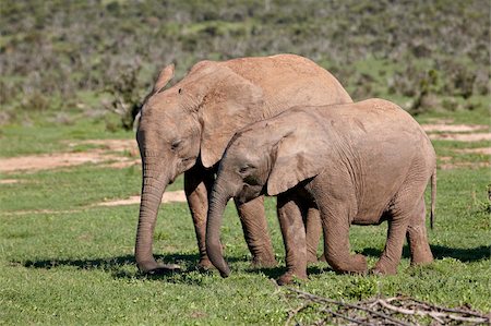 Deux jeunes éléphant d'Afrique (Loxodonta africana) queue, Addo Elephant National Park, Afrique du Sud, Afrique Photographie de stock - Rights-Managed, Code: 841-05961340