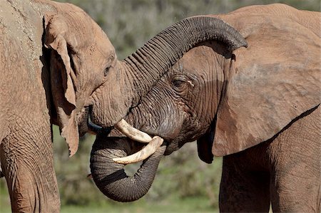 Deux éléphant d'Afrique (Loxodonta africana), Addo Elephant National Park, Afrique du Sud, Afrique Photographie de stock - Rights-Managed, Code: 841-05961355