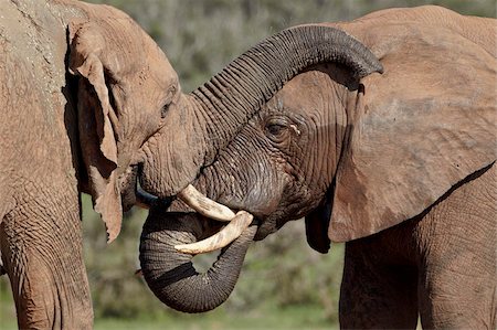 simsearch:841-05961206,k - Zwei afrikanischen Elefanten (Loxodonta Africana), Addo Elephant National Park, Südafrika, Afrika Stockbilder - Lizenzpflichtiges, Bildnummer: 841-05961355