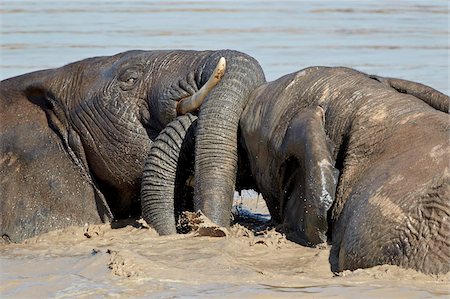 Deux éléphant d'Afrique (Loxodonta africana) jouant dans l'eau, Addo Elephant National Park, Afrique du Sud, Afrique Photographie de stock - Rights-Managed, Code: 841-05961356