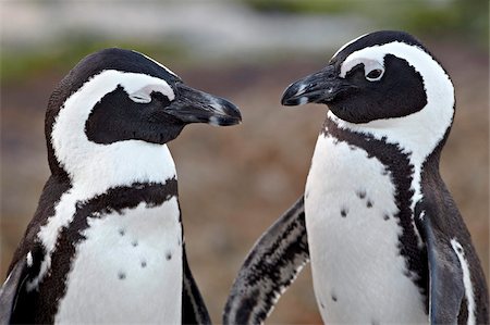 African penguin (Spheniscus demersus) pair, Simon's Town, South Africa, Africa Stock Photo - Rights-Managed, Code: 841-05961359