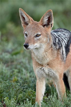 Black-backed jackal (Chacal dos argenté) (Canis mesomelas), Addo Elephant National Park, Afrique du Sud, Afrique Photographie de stock - Rights-Managed, Code: 841-05961351