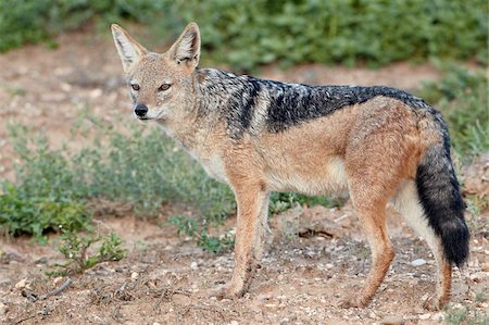 simsearch:841-05961316,k - Black-backed jackal (Chacal dos argenté) (Canis mesomelas), Addo Elephant National Park, Afrique du Sud, Afrique Photographie de stock - Rights-Managed, Code: 841-05961352