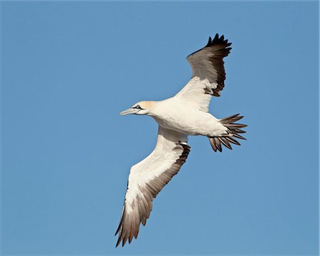 Fou de Bassan du Cap (Morus capensis) en vol, l'île aux oiseaux, Bay, Afrique du Sud, Afrique de Lambert Photographie de stock - Rights-Managed, Code: 841-05961362