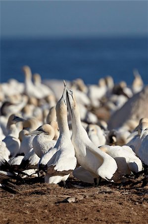 Deux fous du Cap (Morus capensis) mamours, île aux oiseaux, Bay, Afrique du sud de Lambert, Afrique Photographie de stock - Rights-Managed, Code: 841-05961363