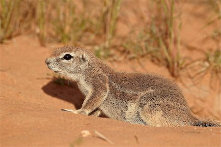 simsearch:841-05961392,k - Cape ground squirrel (Xerus inauris), Kgalagadi Transfrontier Park, encompassing the former Kalahari Gemsbok National Park, South Africa, Africa Foto de stock - Direito Controlado, Número: 841-05961374