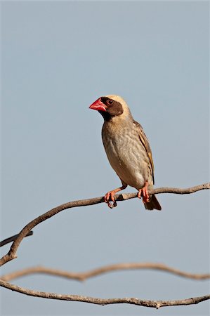 simsearch:841-05961392,k - Male red-billed quelea (Quelea quelea), Kgalagadi Transfrontier Park, encompassing the former Kalahari Gemsbok National Park, South Africa, Africa Foto de stock - Direito Controlado, Número: 841-05961385