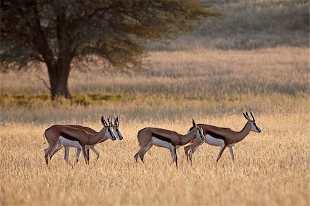 simsearch:841-05961392,k - Four springbok (Antidorcas marsupialis), Kgalagadi Transfrontier Park, encompassing the former Kalahari Gemsbok National Park, South Africa, Africa Foto de stock - Direito Controlado, Número: 841-05961387