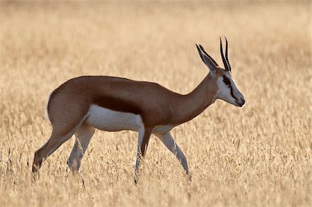 simsearch:841-05961392,k - Springbok (Antidorcas marsupialis), Kgalagadi Transfrontier Park, encompassing the former Kalahari Gemsbok National Park, South Africa, Africa Foto de stock - Direito Controlado, Número: 841-05961388