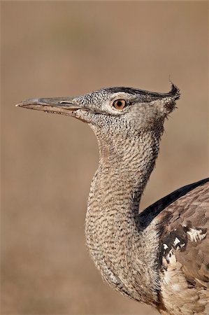 Kori bustard (Ardeotis kori), Kgalagadi Transfrontier Park, encompassing the former Kalahari Gemsbok National Park, South Africa, Africa Foto de stock - Con derechos protegidos, Código: 841-05961405