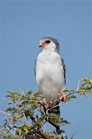 simsearch:841-05961362,k - Pygmy falcon (Polihierax semitorquatus), Kgalagadi Transfrontier Park, encompassing the former Kalahari Gemsbok National Park, South Africa, Africa Stock Photo - Rights-Managed, Code: 841-05961407