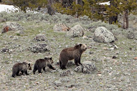 simsearch:6119-08541989,k - Grizzly bear (Ursus arctos horribilis) sow with two yearling cubs, Yellowstone National Park, UNESCO World Heritage Site, Wyoming, United States of America, North America Stock Photo - Rights-Managed, Code: 841-05961409