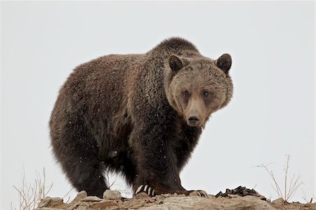 Grizzly bear (Ursus arctos horribilis), Yellowstone National Park, UNESCO World Heritage Site, Wyoming, United States of America, North America Stock Photo - Rights-Managed, Code: 841-05961414