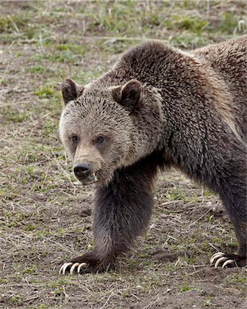 simsearch:841-06502710,k - Grizzly bear (Ursus arctos horribilis), Yellowstone National Park, UNESCO World Heritage Site, Wyoming, United States of America, North America Stock Photo - Rights-Managed, Code: 841-05961415