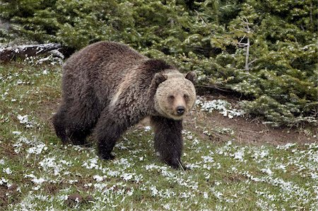 simsearch:841-06342537,k - Grizzly bear (Ursus arctos horribilis) with fresh spring snow, Yellowstone National Park, UNESCO World Heritage Site, Wyoming, United States of America, North America Foto de stock - Con derechos protegidos, Código: 841-05961413