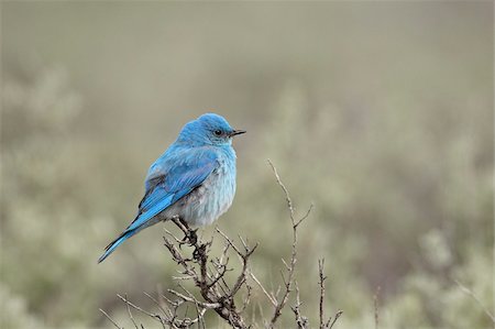 perching bird - Male mountain bluebird (Sialia currucoides), Yellowstone National Park, UNESCO World Heritage Site, Wyoming, United States of America, North America Stock Photo - Rights-Managed, Code: 841-05961421