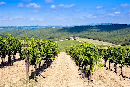 Vineyard, Strada in Chianti, Chianti area, Firenze province, Tuscany, Italy, Europe Stock Photo - Rights-Managed, Code: 841-05961439