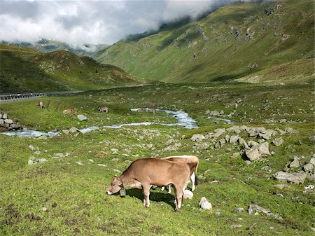 Vaches suisses dans la prairie alpine, Canton des Grisons, Suisse, Europe Photographie de stock - Rights-Managed, Code: 841-05961450