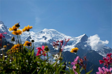 flowers france - Mont Blanc, Chamonix, Haute Savoie, French Alps, France, Europe Stock Photo - Rights-Managed, Code: 841-05961525