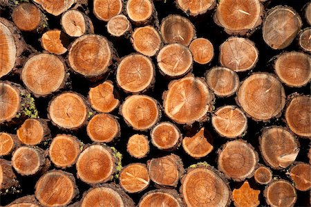 Log pile, Val d'Herens, Valais, Switzerland, Europe Stock Photo - Rights-Managed, Code: 841-05961522