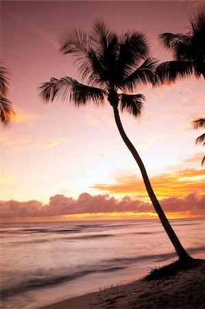Tropical sunset, Bridgetown, Barbados, West Indies, Caribbean, Central America Foto de stock - Con derechos protegidos, Código: 841-05961533