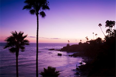 palm tree in beach - Heisler Park in Laguna Beach, Orange County, California, United States of America, North America Stock Photo - Rights-Managed, Code: 841-05961637