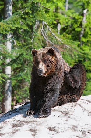 Grizzly bear scratching on ice at the top of Grouse Mountain, Vancouver, British Columbia, Canada, North America Stock Photo - Rights-Managed, Code: 841-05961718