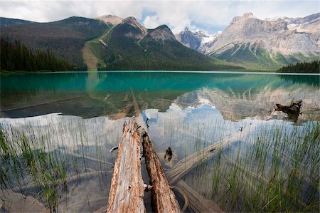 Fallen tree trunks, Emerald Lake, Yoho National Park, UNESCO World Heritage Site, British Columbia, Rocky Mountains, Canada, North America Foto de stock - Con derechos protegidos, Código: 841-05961810