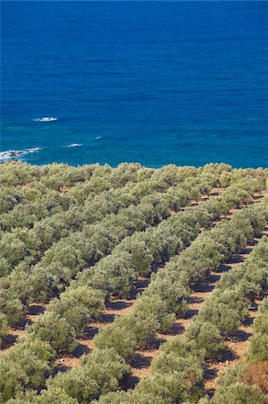 subtropical - Olive groves, Chania, Crete, Greek Islands, Greece, Europe Stock Photo - Rights-Managed, Code: 841-05961956