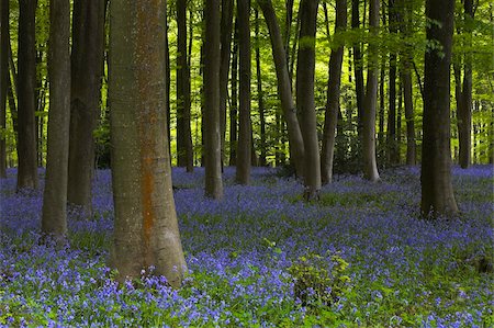 simsearch:841-05962036,k - Bluebell woodland at Micheldever Wood, Hampshire, England, United Kingdom, Europe Foto de stock - Direito Controlado, Número: 841-05962017