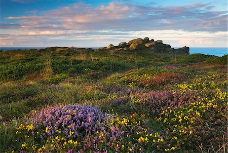 Fleurs sauvages qui poussent sur les falaises de Lands End, Cornwall, Angleterre, Royaume-Uni, Europe Photographie de stock - Rights-Managed, Code: 841-05962113