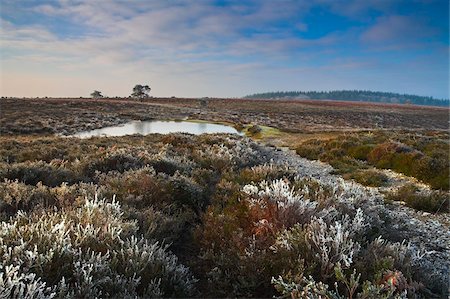 Frosty morning during winter on the heath in the New Forest National Park, Hampshire, England, United Kingdom, Europe Foto de stock - Con derechos protegidos, Código: 841-05962141